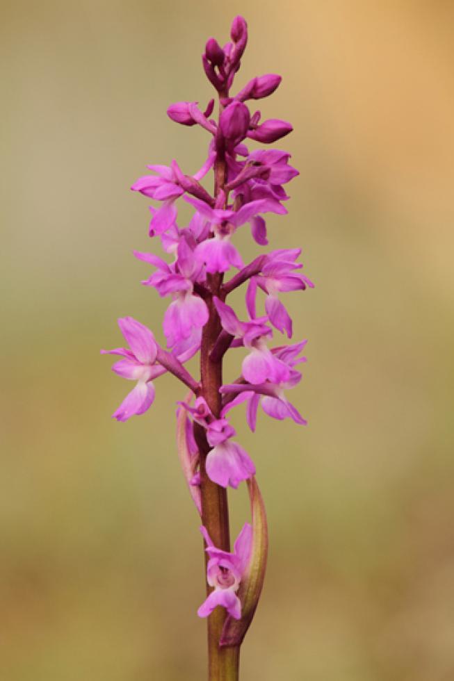 Orquídeas ibéricas